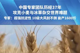 6月3日 河南新乡 中国专家团队历经37年攻克小麦与冰草杂交世界难题， 新品小麦遗传了沙漠冰草多种优良特性，专家：超强抗逆性 10级大风刮不倒 亩产1600斤。