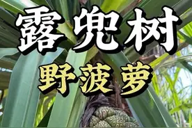 露兜树的果子成熟之后有点像菠萝，所以俗称野菠萝、假菠萝，台湾地区叫林投。可食用部分并不多，果核可以做成滴血莲花菩提，叶子还可以包粽子，鸭乸粽。#露兜树 #露兜树果实 #滴血莲花菩提 #鸭乸粽 #露兜