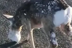 救援被冰块冻住脑袋的狍子，太感谢这几位好心人了！ #野生动物零距离 #狍子 #动物救援