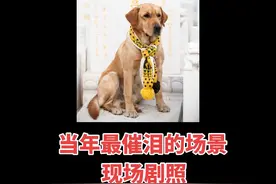这是当年拍摄的现场剧照，清明节神犬小七去独自去墓地看望妈妈吕一丹，感动无数观众！#神犬小七#狗狗感人故事 #狗是人类最忠诚的朋友