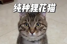 狸花猫有的叫咪咪，有的叫丧彪，纯种的狸花猫有几大特征 #狸花猫 #猫咪 #动物科普 #中华田园猫视频封面