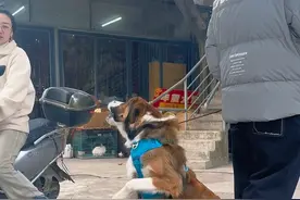 狗追车怎么办？训狗10分钟，训人1小时。 #训犬学校 #养狗经验分享 #纠正狗追车视频封面