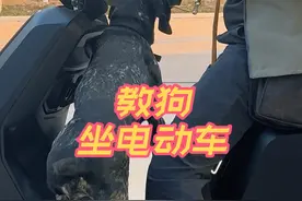 怎么教狗坐电动车？ #训犬学校 #养狗经验分享
