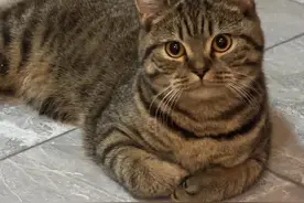 狸花猫名字的由来，几千年都未改变 #狸花猫 #猫咪 #猫咪的迷惑行为 #中华田园猫