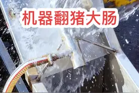 现在翻肠子真的很方便，一分钟左右就搞定 #杀年猪了 #翻肠子 #记录真实生活