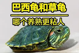 ⚠️一个视频告诉你，巴西龟和草龟到底谁更粘人？ #龟宠时代 #创作灵感 #巴西龟 #草龟 #养龟日常视频封面