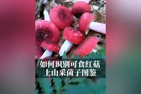 如何识别可食红菇 上山采菌子识别野生菌图鉴合集，这些蘑菇你认识几种？见手青才是云南人的最爱，红菇是福建人的最爱，重庆人喜欢自己的见手青隐纹条孢牛肝菌、玫黑红绒盖牛肝（玫瑰黑牛肝菌）；粉红见手青你见过吗？阿科菇还有哪种？烟褐变黑牛肝菌#毒蘑菇#野生菌 #跟我一起识菌子 #创作者中心 #创作灵感