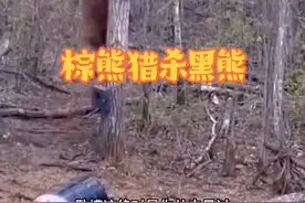 狡猾的棕熊猎杀黑熊#动物的迷惑行为 #野生动物零距离