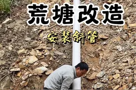 荒塘改造生态鱼塘～ 泄洪槽完成，开始安装排水管的斜管，底管用的200，打算斜管用160的，不知道够不够 斜管采用的是挖坑填埋，花了一天时间，把斜管的底槽挖好，斜管也安装完成，就是不知道这样的装法对不对，应该不会漏水吧。 #新农人计划2024 #我的乡村生活 #农村生活 #鱼塘 #三农视频封面