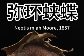 弥环蛱蝶幼虫的秘密#蝴蝶#昆虫科普 #神奇生物在抖音 #昆虫视频封面