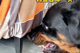 小坨出生才一个多月，就难逃爆头的命运了 #罗威纳一坨