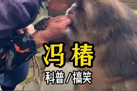 师太和冯椿的故事#独臂猴星星 #人与动物和谐共处 #请勿非法饲养和买卖动物