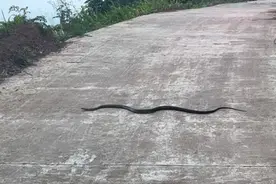 老一辈的说法，出门见🐍拦路，大财要进门，看见🐍从路上过视频封面