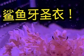 办法总比困难多，缸里取牙小儿科！