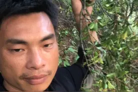 开满花的黄芽木寄生