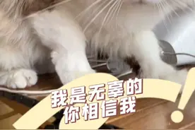 云南，3月26日。猫咪打开水龙头导致家里淹水。网友：我以为垃圾桶是智能的，会自己跑到需要的地方#猫咪的迷惑行为 #养宠物哪有不疯的 #真的栓q了 #我和我的怨种猫咪 #评论区看看你们的猫