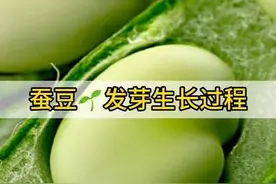 #蚕豆 15天发芽生长过程#种子盆栽 #花卉绿植#阳台种植 #水培植物视频封面