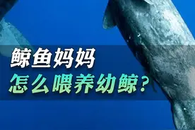 鲸鱼如何哺乳？#科普知识 #科学 #科技 #海洋生物 #动物科普