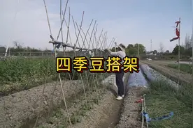 四季豆如何搭架子，牢固美观采收方便#分享农业小知识