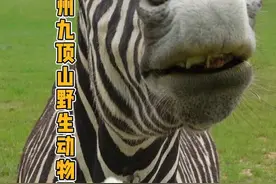 五一徐州九顶山野生动物园怎么玩，这条详细攻略视频请收下