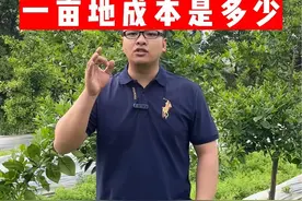 柑橘一亩地从种植到结果一亩地大概需要多少成本？#新农人计划2023 #农业种植 #果树管理视频封面