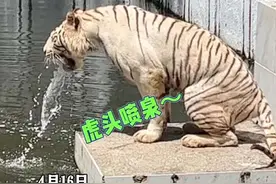 4月16日印度尼西亚，动物园的老虎突然对着池塘呕吐，呕吐原因不明，它看起来很难受视频封面