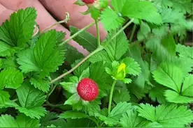 农村的蛇莓，别名蛇泡草，你见过吗视频封面