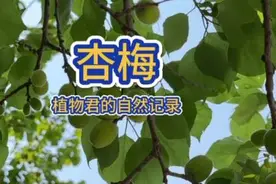 杏梅，不是杏，也不是梅，味道如何呢？