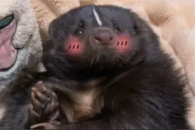 臭鼬真的是完美的陪伴型宠物！它不臭！不臭！真的不臭！！ #萌宠日常记录 #动物的迷惑行为 #臭鼬日常视频封面