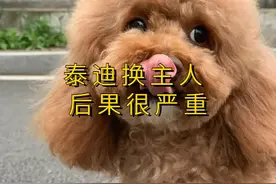 泰迪换主人 后果可能比想的要严重#泰迪 视频封面
