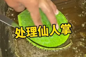 你知道仙人掌叶片是怎么样处理的吗？ #仙人掌 #墨西哥美食 #当季水果