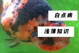 白点病加温治疗原理#养鱼日志 #观赏鱼 #兰寿金鱼