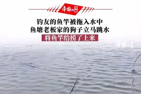 4月18日，湖北。钓友的鱼竿被拖入水中，鱼塘老板家的狗子立马跳水，将鱼竿给捞了上来。视频封面