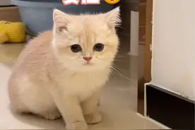 小猫咪跟凶狠大猫的第一次接触，打架竟然会后空翻？#我和我的猫 #记录猫咪日常 #宠爱一派 #养宠不惑 @瑞派宠物医院管理 @皇家宠物食品视频封面