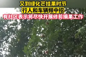 广州街头成熟的绿化芒摇摇欲坠，不少市民表示曾被绿化芒砸中过视频封面