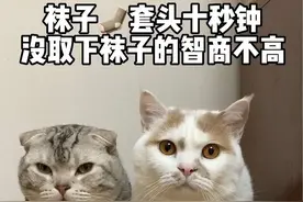 据说袜子套头可以测智商，你们觉得它俩谁高……？#猫咪的迷惑行为 #萌宠