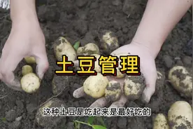 土豆结果期管理，倒了需要扶起来吗#蔬菜种植技术视频封面