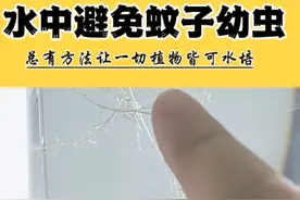 水培植物水中小虫子蚊子幼虫孑孓，如何解决处理方法。 夏季养水培植物你一定在水中见过这种小虫子，很多人误认为这是寄生虫，实际上这是我们最常见的蚊子幼虫，又叫孑孓。它不会寄生也不会影响水培根系。产生的原因并非水源问题，而是蚊子通过定植篮内的石子缝隙飞入水面产卵孵化导致，家庭环境水培不建议水中用药，增加石子数量及密度就可以阻止蚊子飞入产卵繁殖。水培蚊虫物理解决方法。#水培先生 #水培植物 #水培 #爱生活爱养花 #灭虫小妙招