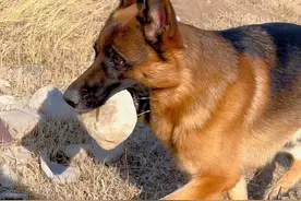 关于德牧对大石头的执念。。 #德牧 #狗狗 #阿奇狗