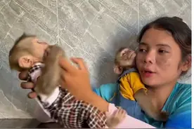 黏人#发疯猴子 #膏药猴 #第一次见情绪这么稳定的猴子 #猴子成精