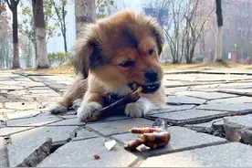 狗狗啃鸡爪，啃的嘎嘎香，你家狗狗过年吃的啥？#泰迪土狗串