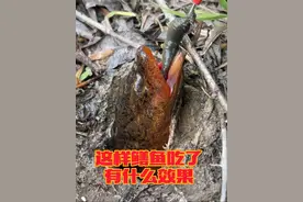 钓鳝鱼你会选哪些地方做钓 鳝鱼是一种常见的淡水鱼类，以下是一些鳝鱼分布较多的水域：  • 稻田：稻田水位较浅，水温适宜，且有丰富的水生昆虫、蚯蚓等鳝鱼的食物来源。同时，稻田中有许多田埂和土洞，为鳝鱼提供了良好的栖息和繁殖场所。  • 池塘：池塘水体相对稳定，有丰富的浮游生物、水草以及底栖动物等，能为鳝鱼提供充足的食物。而且池塘周边通常有较多的遮蔽物，适合鳝鱼隐藏和活动。  • 河流：在一些水流较缓、水草繁茂的河流区域，鳝鱼数量较多。河流中的泥沙底质、河岸边的洞穴以及丰富的水生生物资源，为鳝鱼的生存和繁衍创造了有利条件。  • 湖泊：湖泊面积广阔，生态环境多样。湖岸的浅水区、湿地以及湖中的水草区，通常是鳝鱼喜欢栖息的地方，这些区域食物丰富，溶氧量高，有利于鳝鱼的生长和繁殖。  • 沟渠：灌溉沟渠或排水渠等，水流相对平稳，水中含有一定的浮游生物和有机碎屑，并且沟渠的两岸有许多缝隙和洞穴，可供鳝鱼居住，也是鳝鱼常见的栖息水域。#户外钓鳝 #钓鳝 #户外 #户外野钓 #户外打野