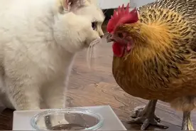 霸波奔和奔波霸@DOU+小助手视频封面