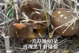 云南菌子季末再迎出菇高峰 一片草地80余朵黑牛肝菌视频封面