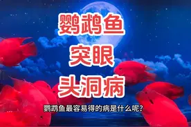 鹦鹉鱼头洞病和突眼病的防治#养鱼经验分享 #养鱼百科全书