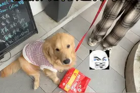 避雷心眼多的大黄狗 #金毛 #德牧 #人和狗总要疯一个系列