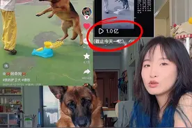 阿奇还活着，感谢大家关心🙏🏻🤣 #德牧 #狗狗接球 #阿奇狗视频封面