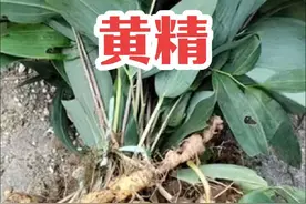 黄精，别名鸡爪参、老虎姜、笔管菜、鸡头黄精等。主要分布于中国
