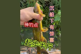 今天遇见神钓点了，这个黄辣丁两条一斤二两回家称了🤣#钓鱼的乐趣只有钓鱼人懂 #原来钓鱼才是抖音运动顶流 #2024dou来钓鱼 #爱生活爱钓鱼 #钓鱼人视频封面
