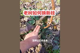 葡萄老树如何换新枝，告诉你精髓所在！#园林工具 #果树种植视频封面
